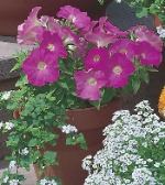 Петуния мини Пикобелла Пинк